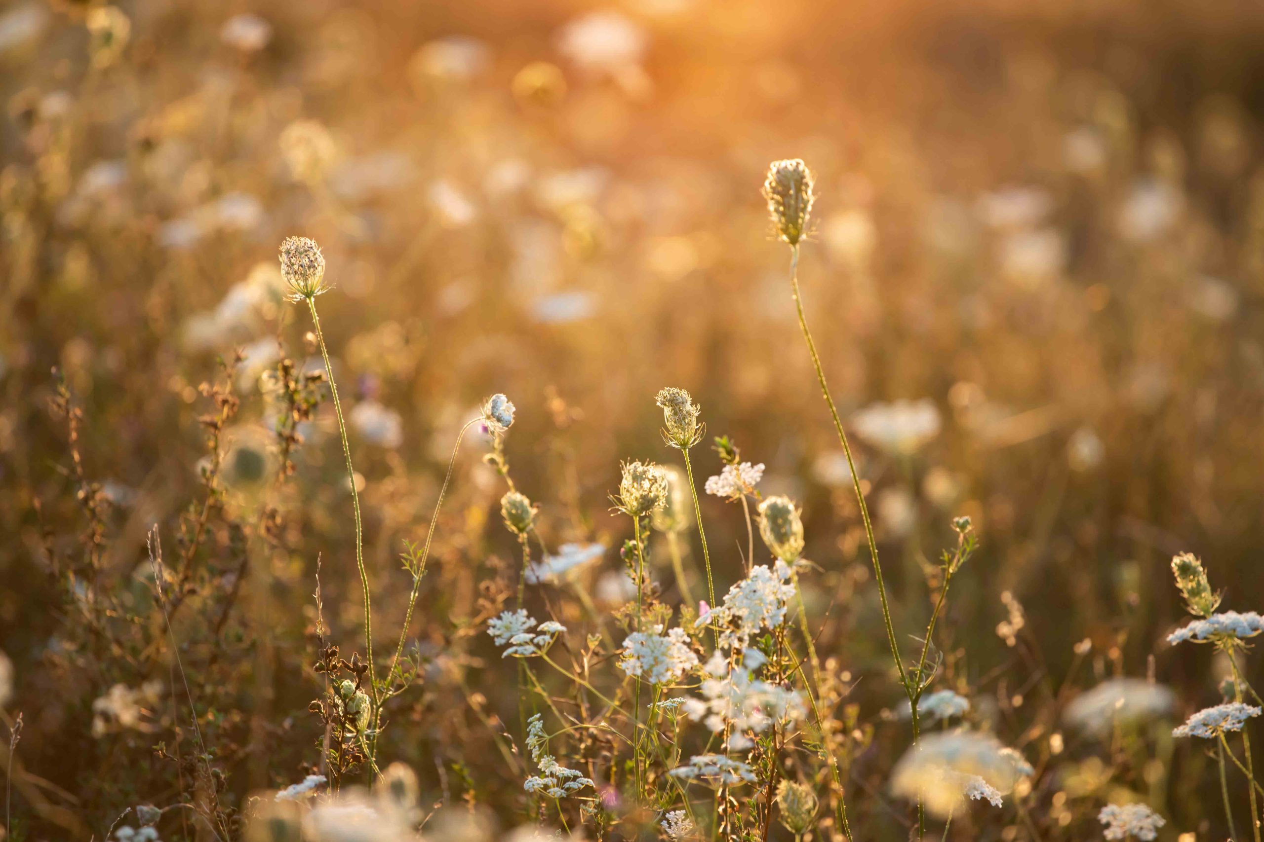 Nature backdrop. Beautiful summer meadow with wild flowers over sunset sky. Beauty nature field background with sun flare.