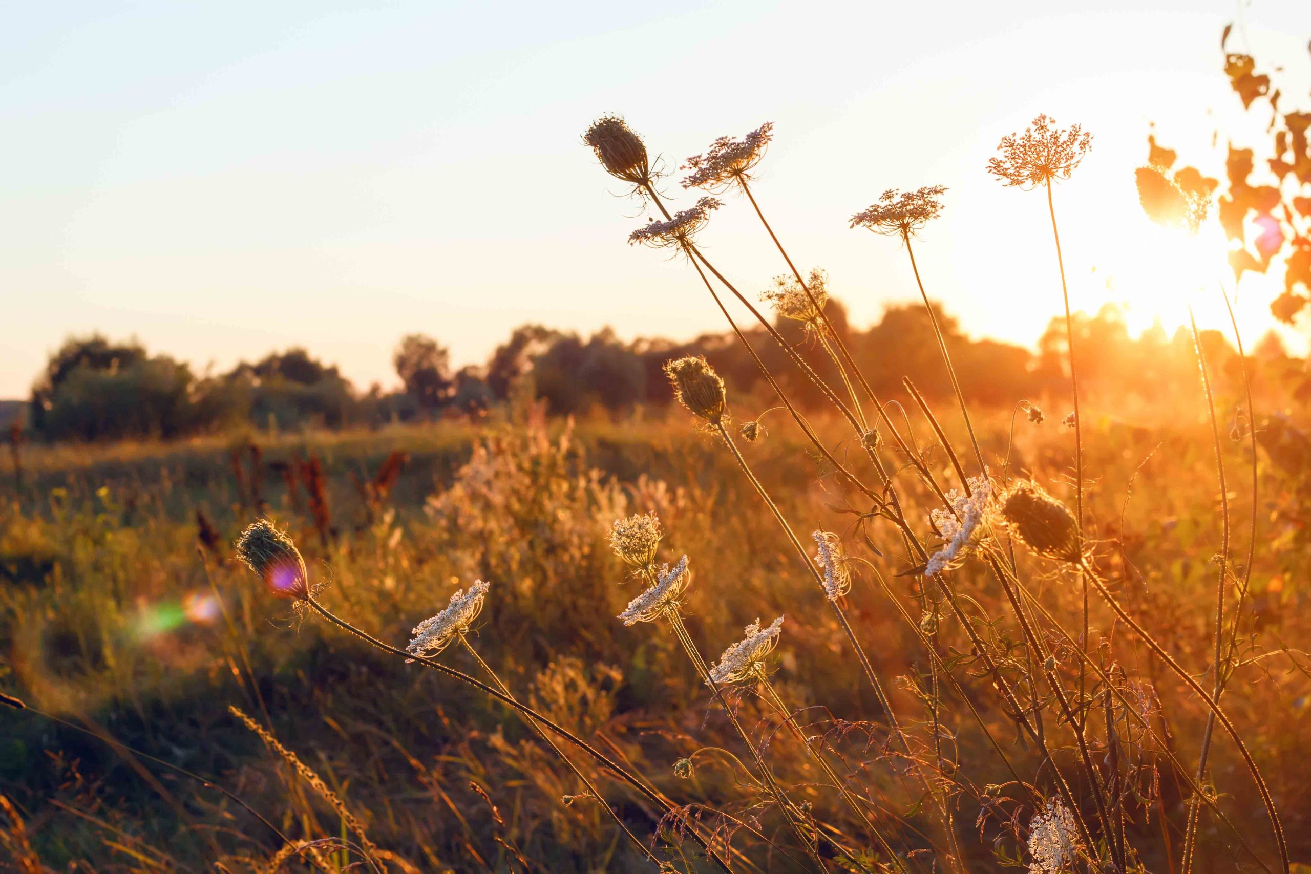 wild meadow white flowers on evening sunset light meadow background. close up photography, shallow depth of field.